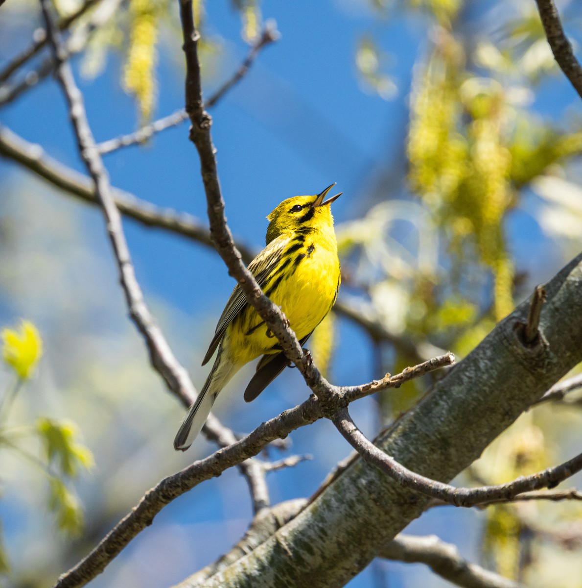 Prairie Warbler - ML636002803