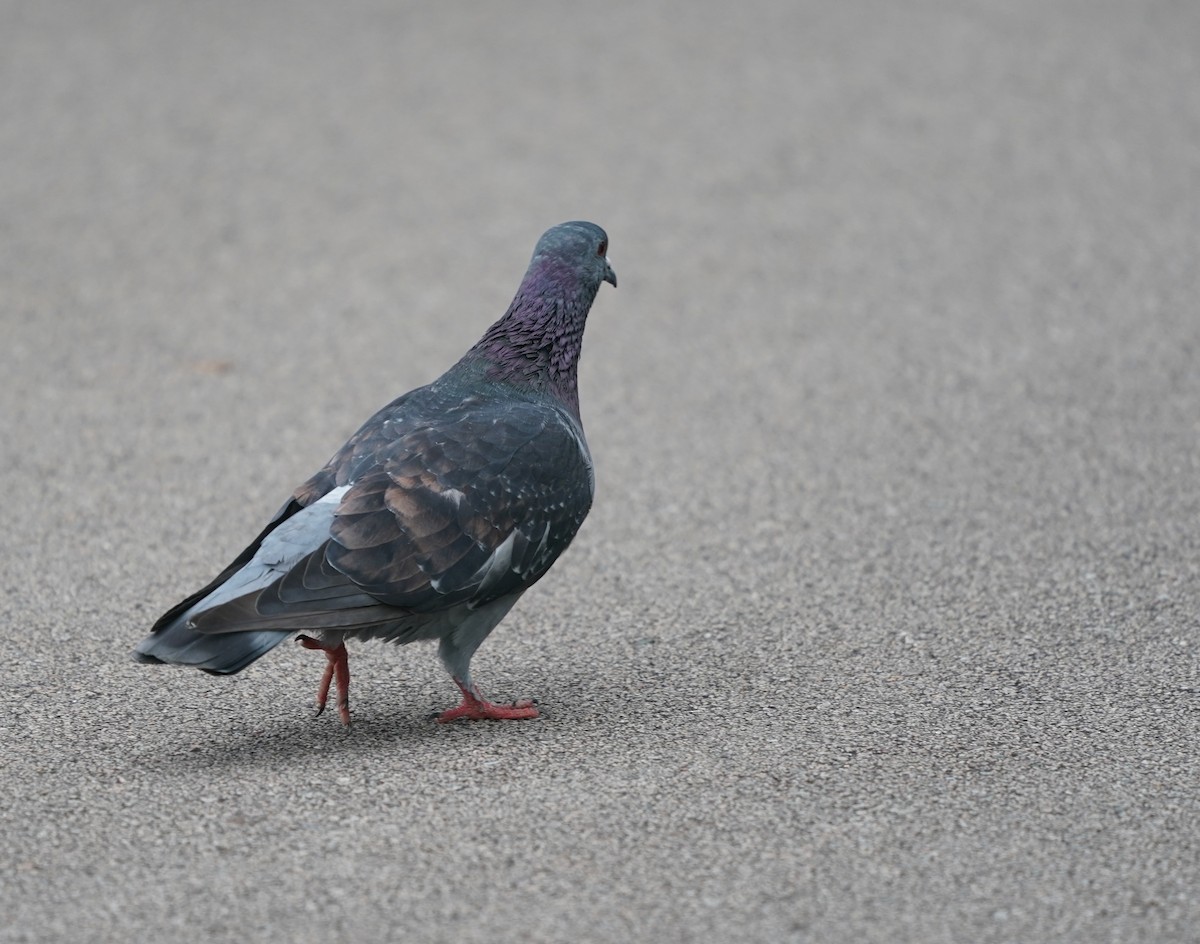 Rock Pigeon (Feral Pigeon) - ML636002861