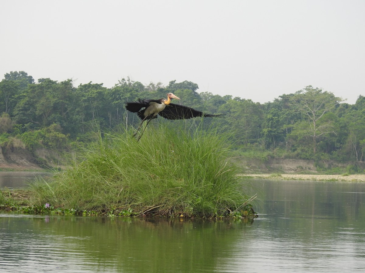 Lesser Adjutant - ML636002911