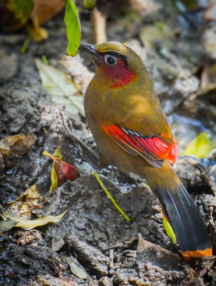 Red-faced Liocichla - ML636003093