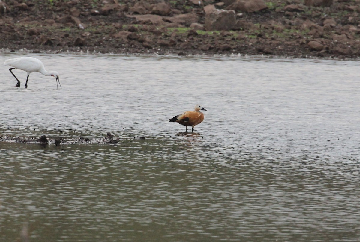 Ruddy Shelduck - ML636003142