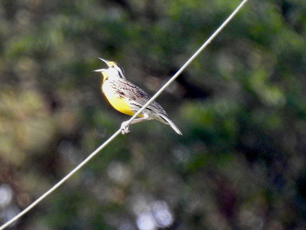 Eastern Meadowlark - ML636003143