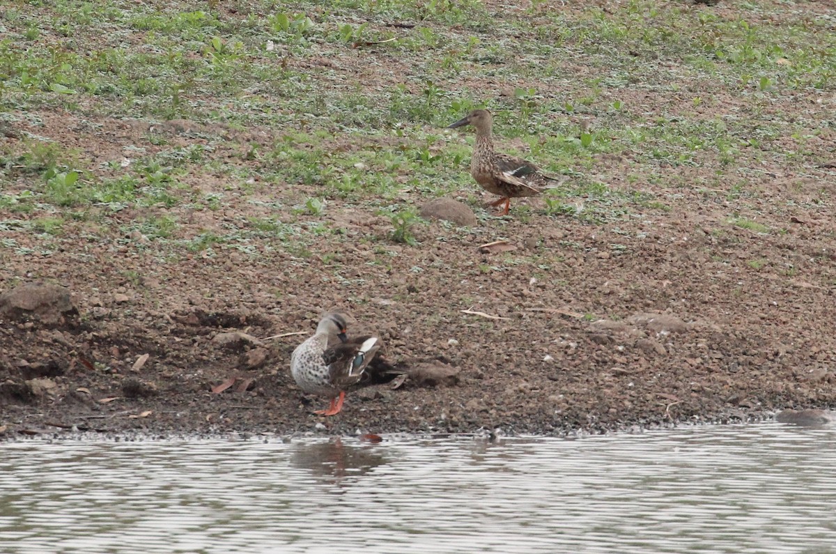 Northern Shoveler - ML636003144