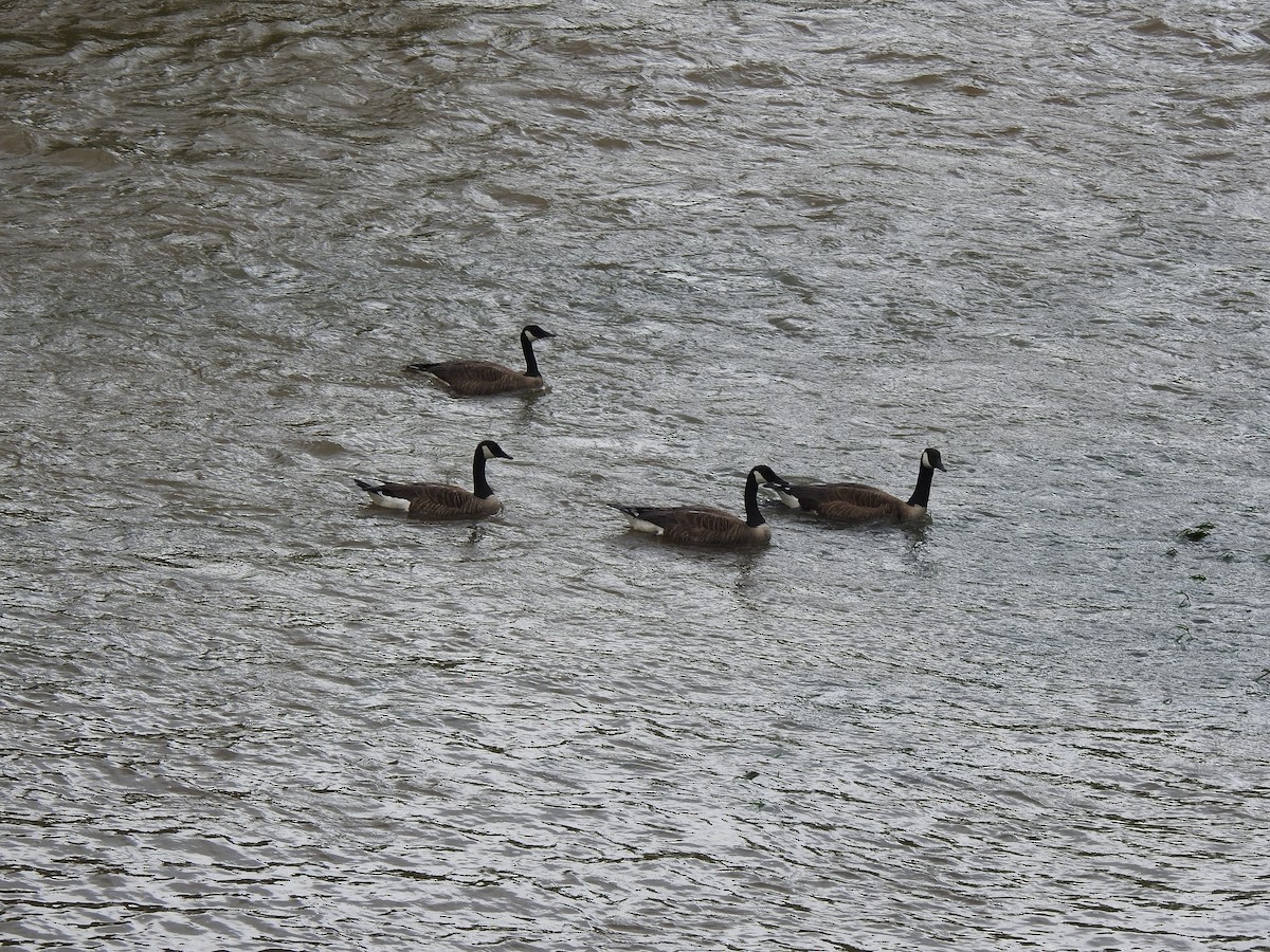 Canada Goose - ML636003162