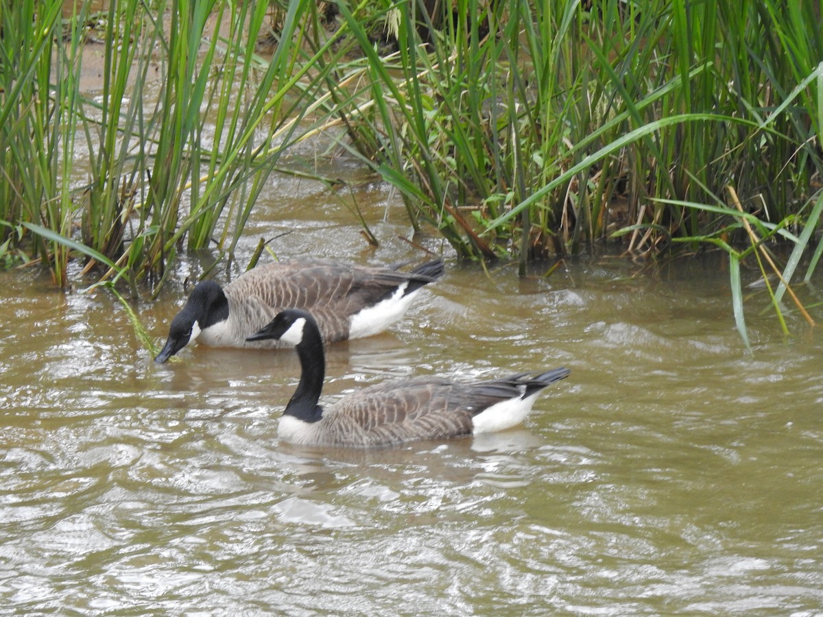 Canada Goose - ML636003163