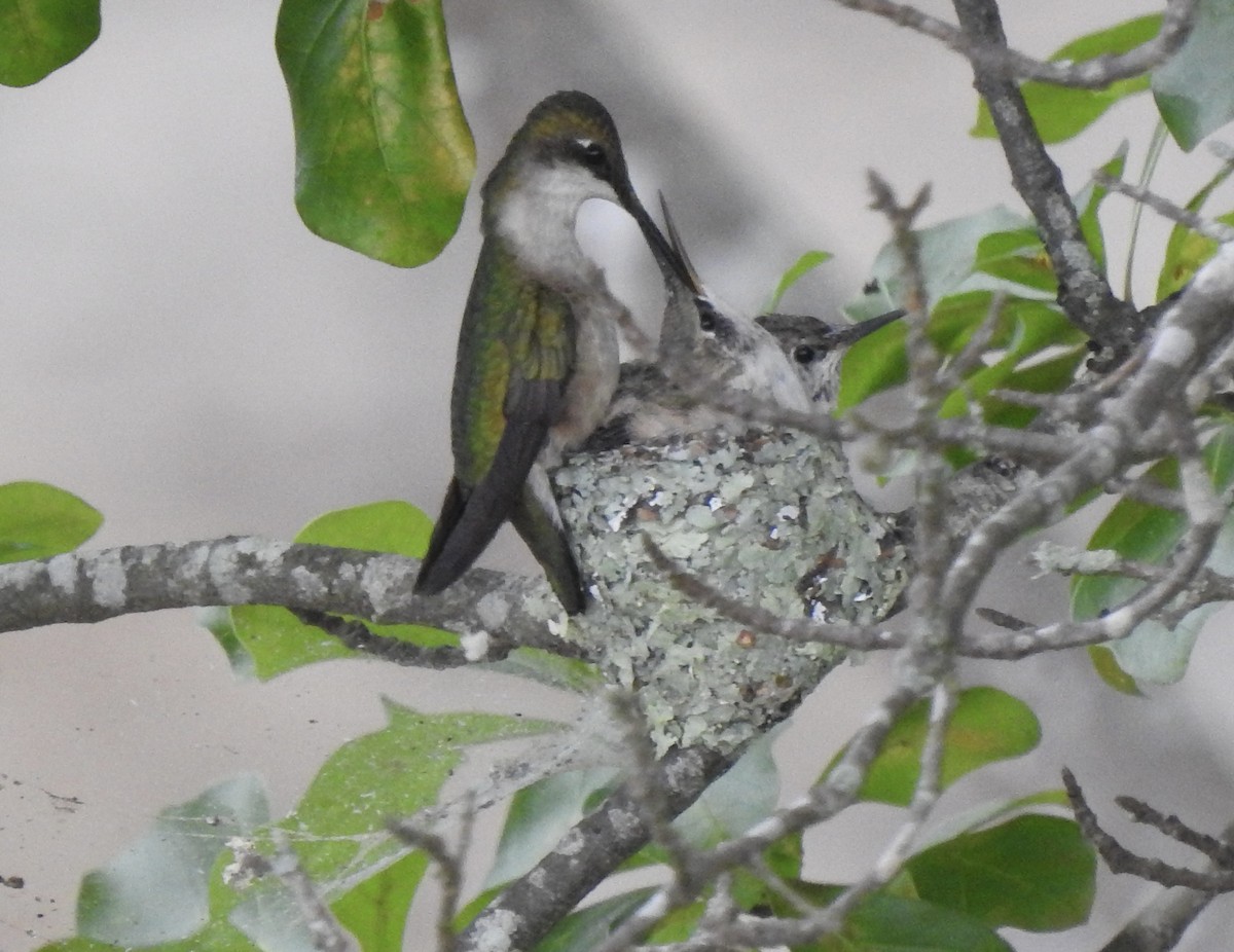 Ruby-throated Hummingbird - ML636003165