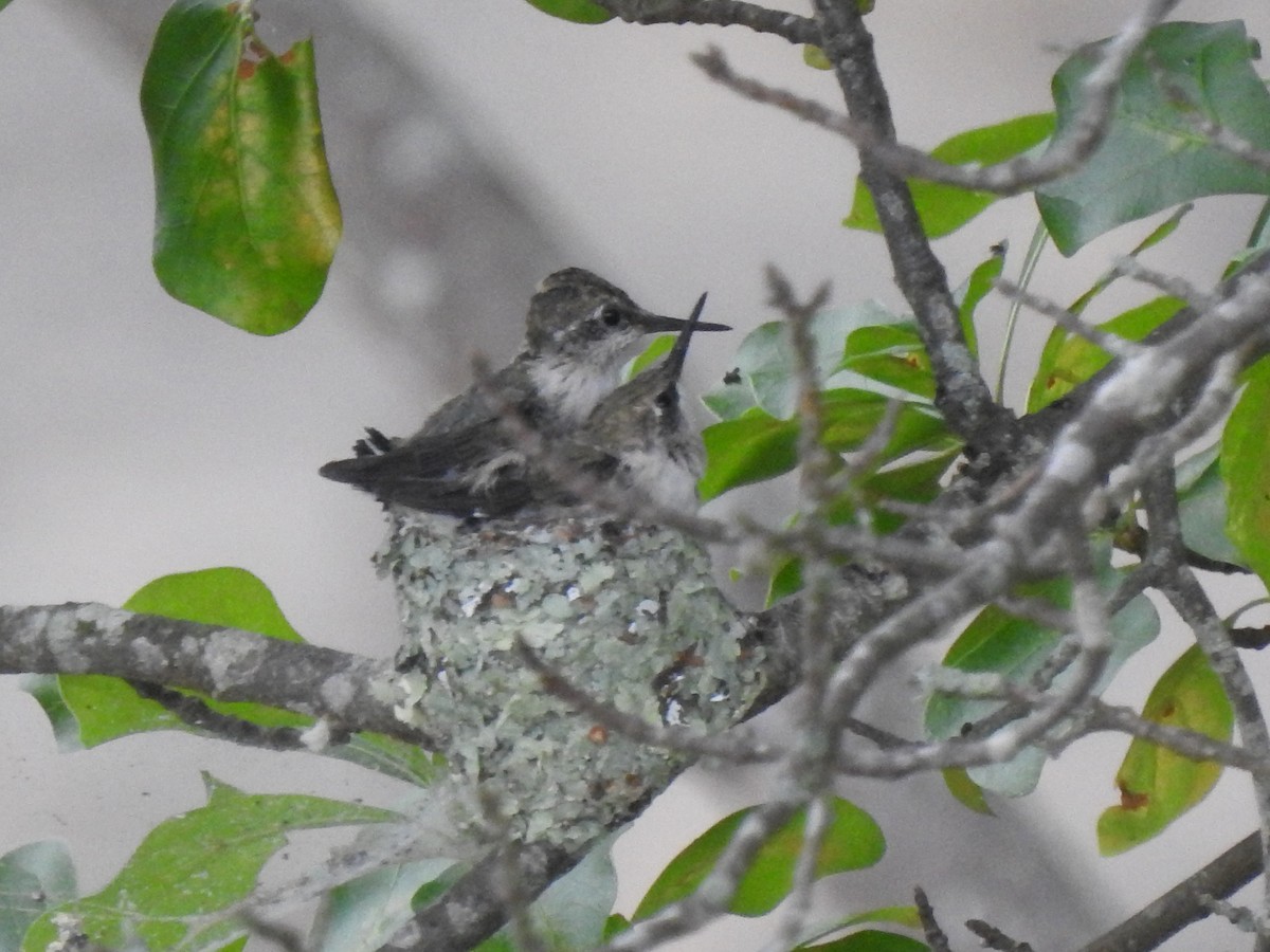 Ruby-throated Hummingbird - ML636003166