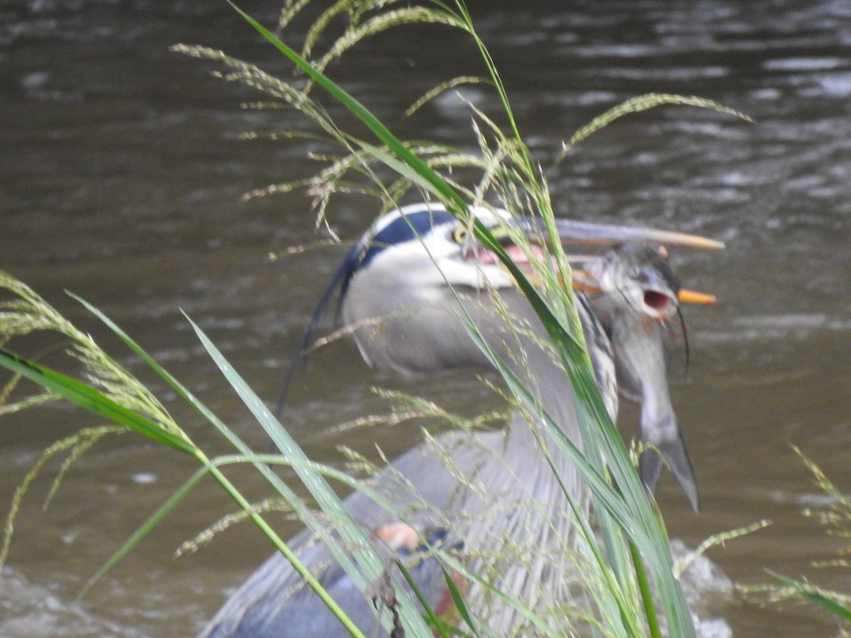 Great Blue Heron - ML636003174