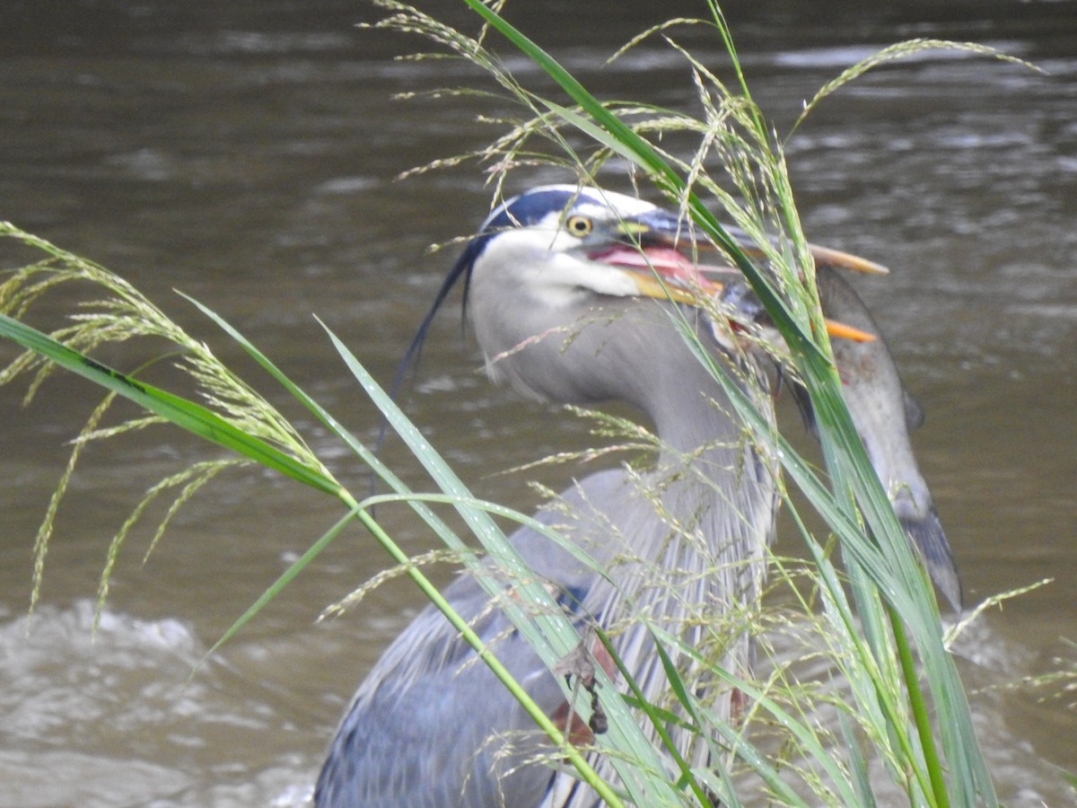Great Blue Heron - ML636003175