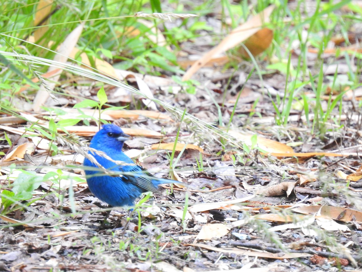 Indigo Bunting - ML636003179