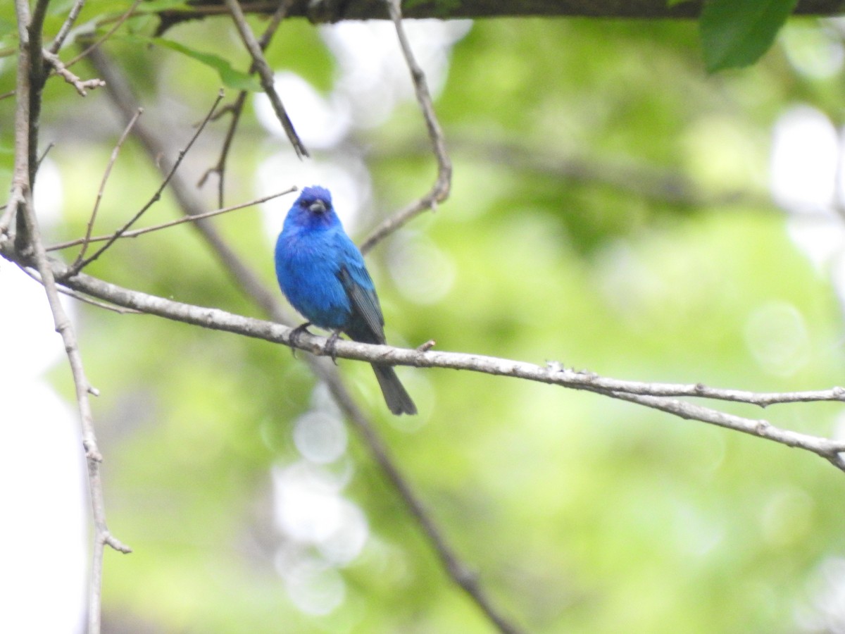 Indigo Bunting - ML636003180