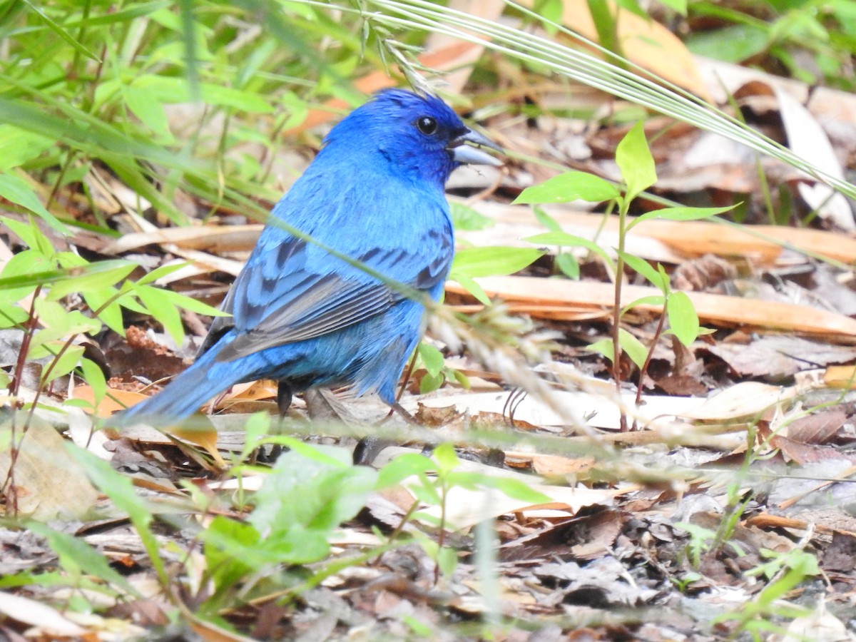 Indigo Bunting - ML636003181