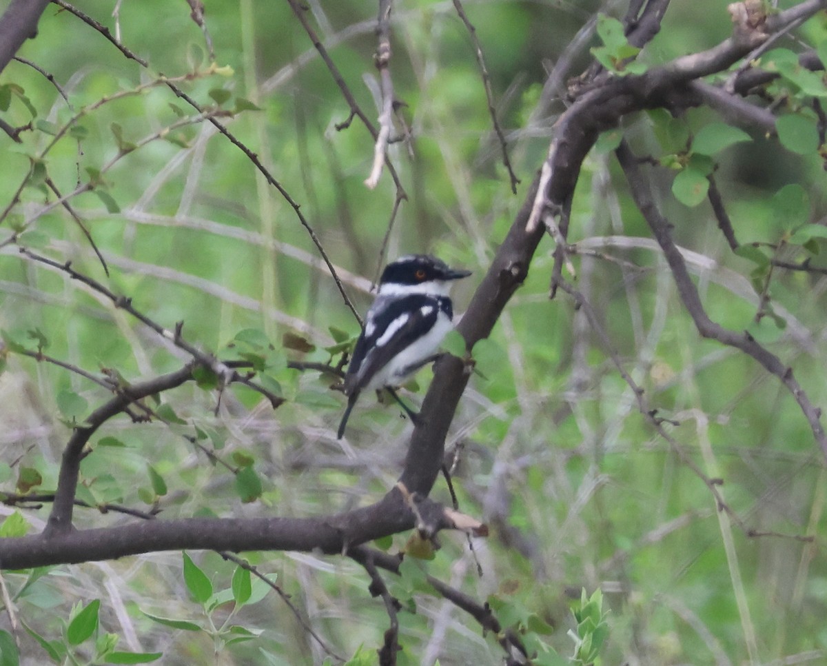 Pygmy Batis - ML636003201