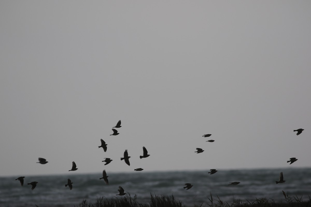 Calandra Lark - ML636003223