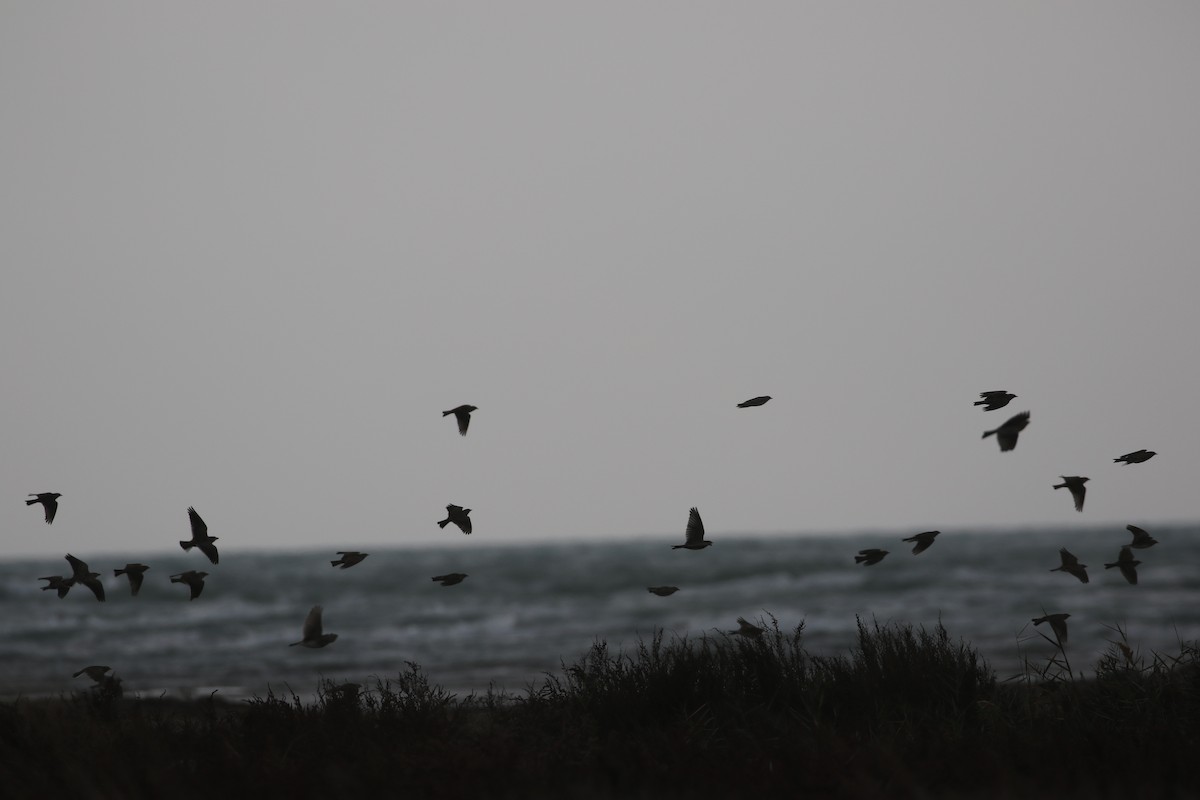 Calandra Lark - ML636003224