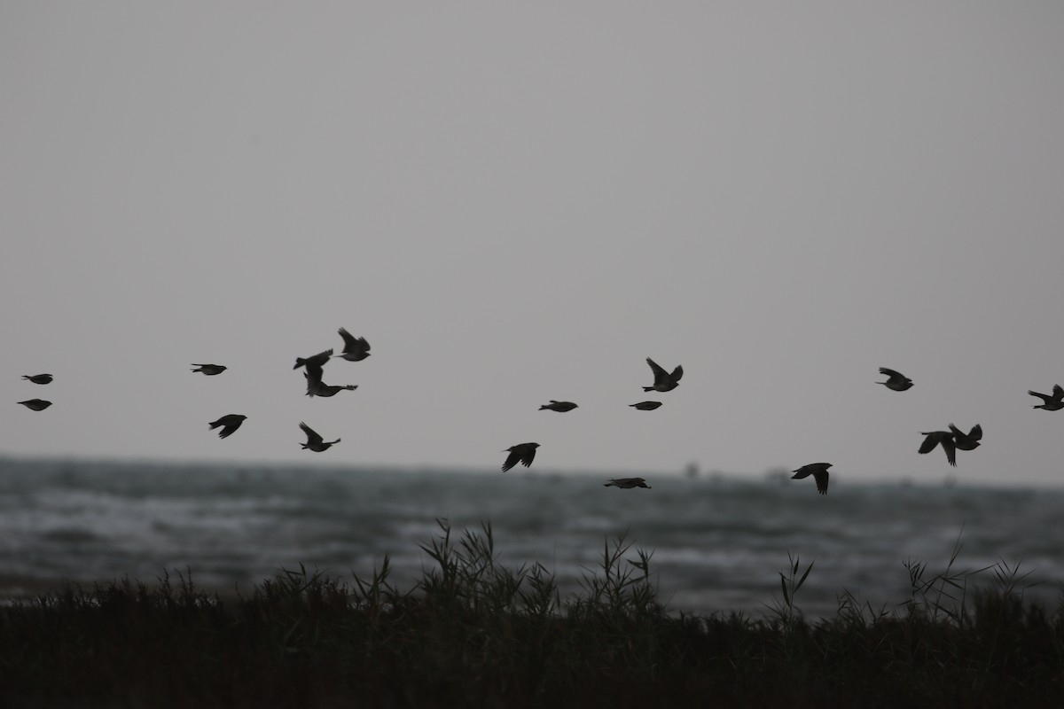 Calandra Lark - ML636003225