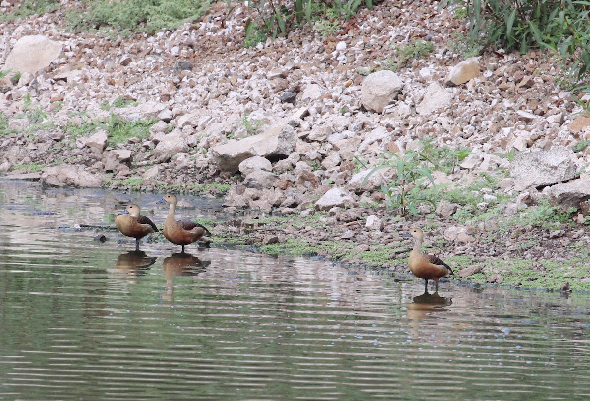 Lesser Whistling-Duck - ML636003362
