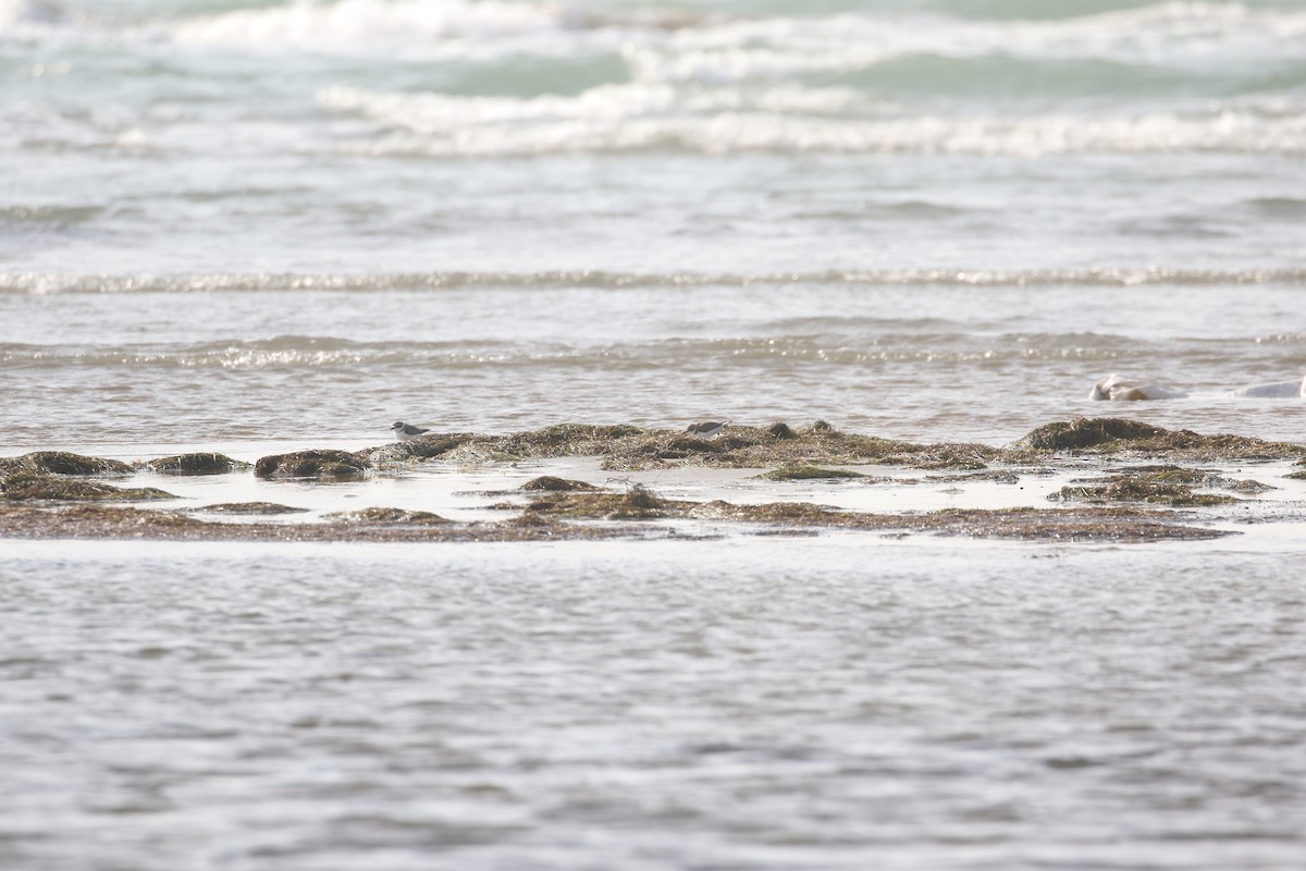 Kentish Plover - ML636003385
