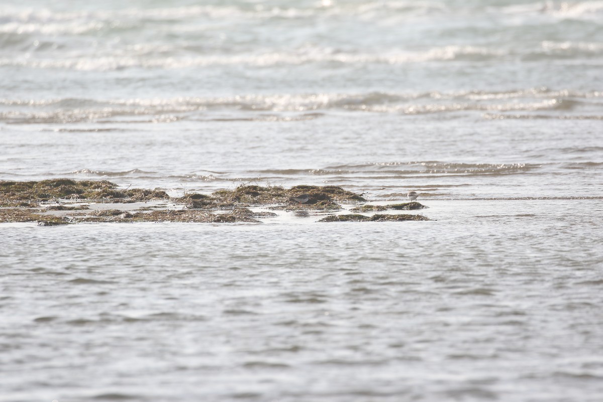 Common Ringed Plover - ML636003388