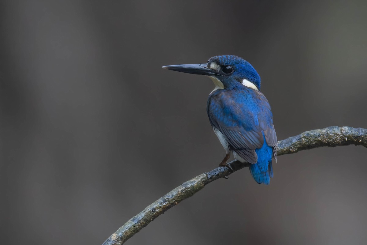 Little Kingfisher - ML636003455