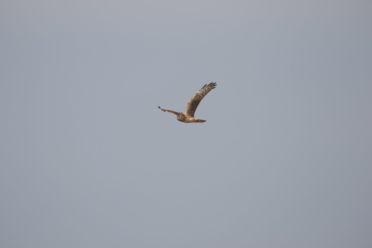 Hen Harrier - ML636003459