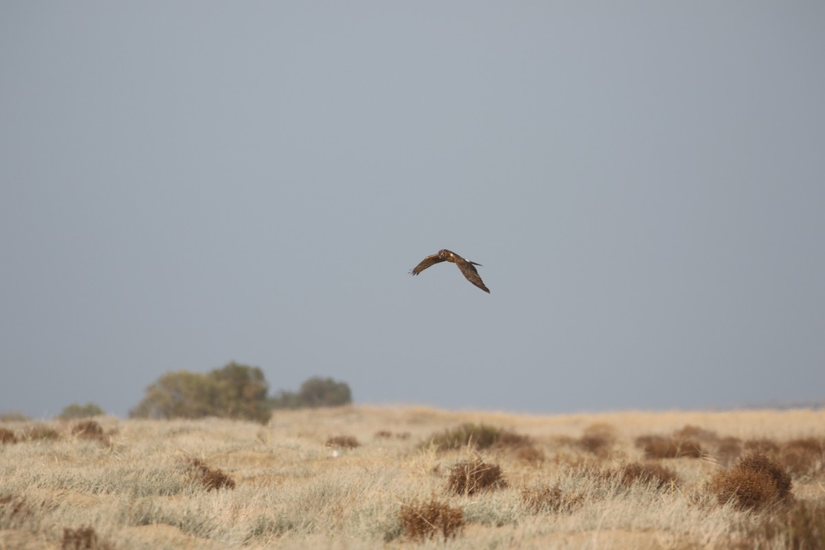 Hen Harrier - ML636003460