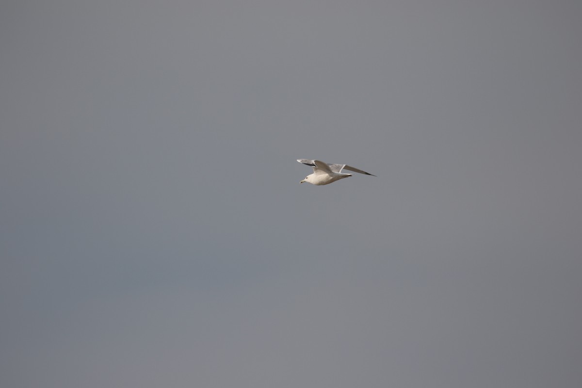 Caspian Gull - ML636003479