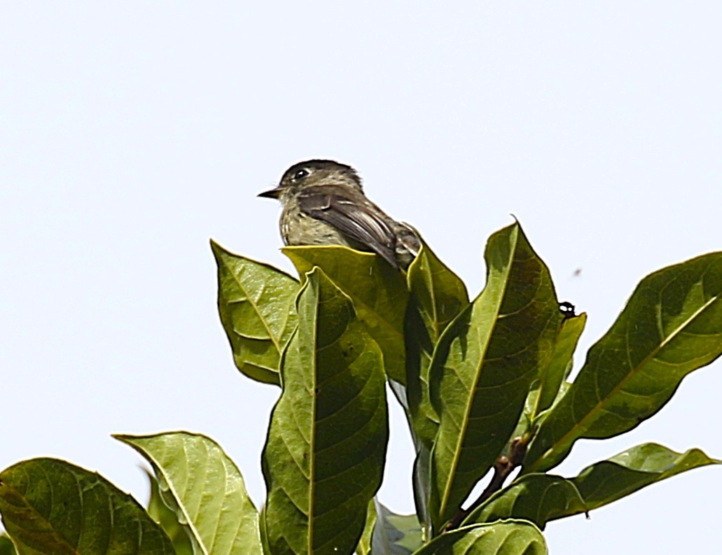 Black-capped Flycatcher - ML636003489