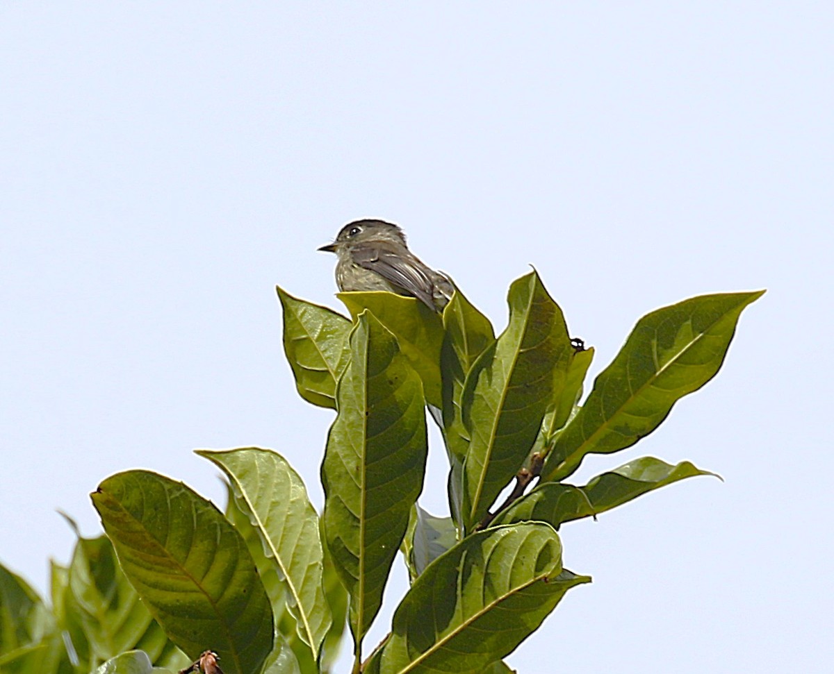 Black-capped Flycatcher - ML636003491
