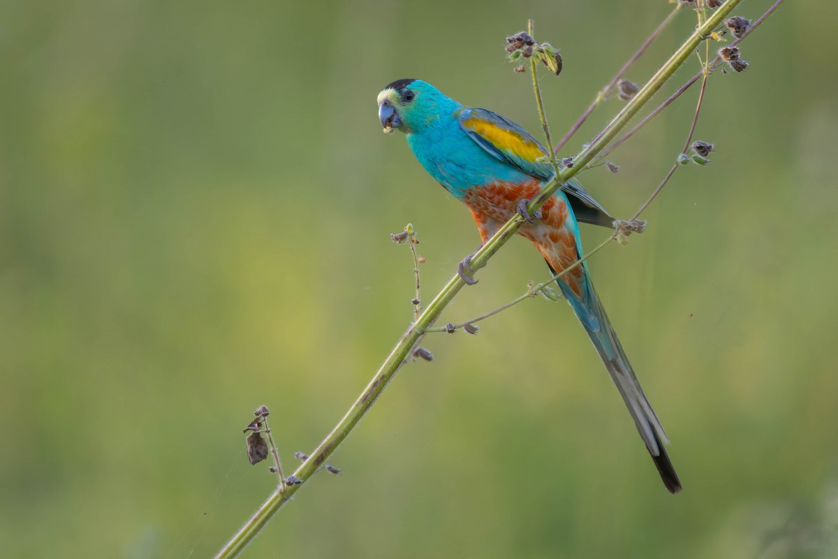 Golden-shouldered Parrot - ML636003539