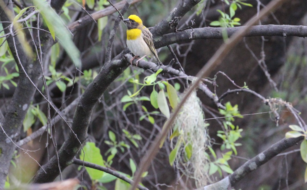 Baya Weaver - ML636003545