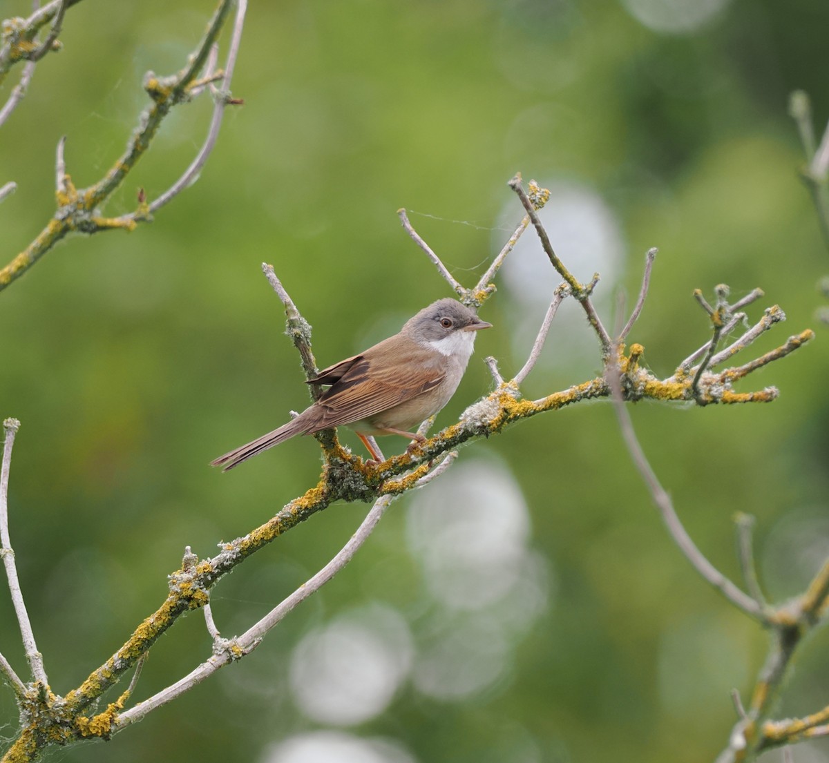 Greater Whitethroat - ML636003551