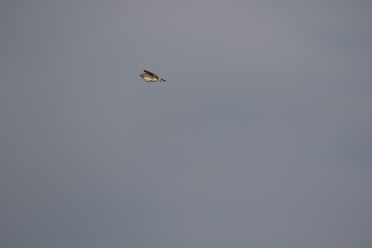 Calandra Lark - ML636003616