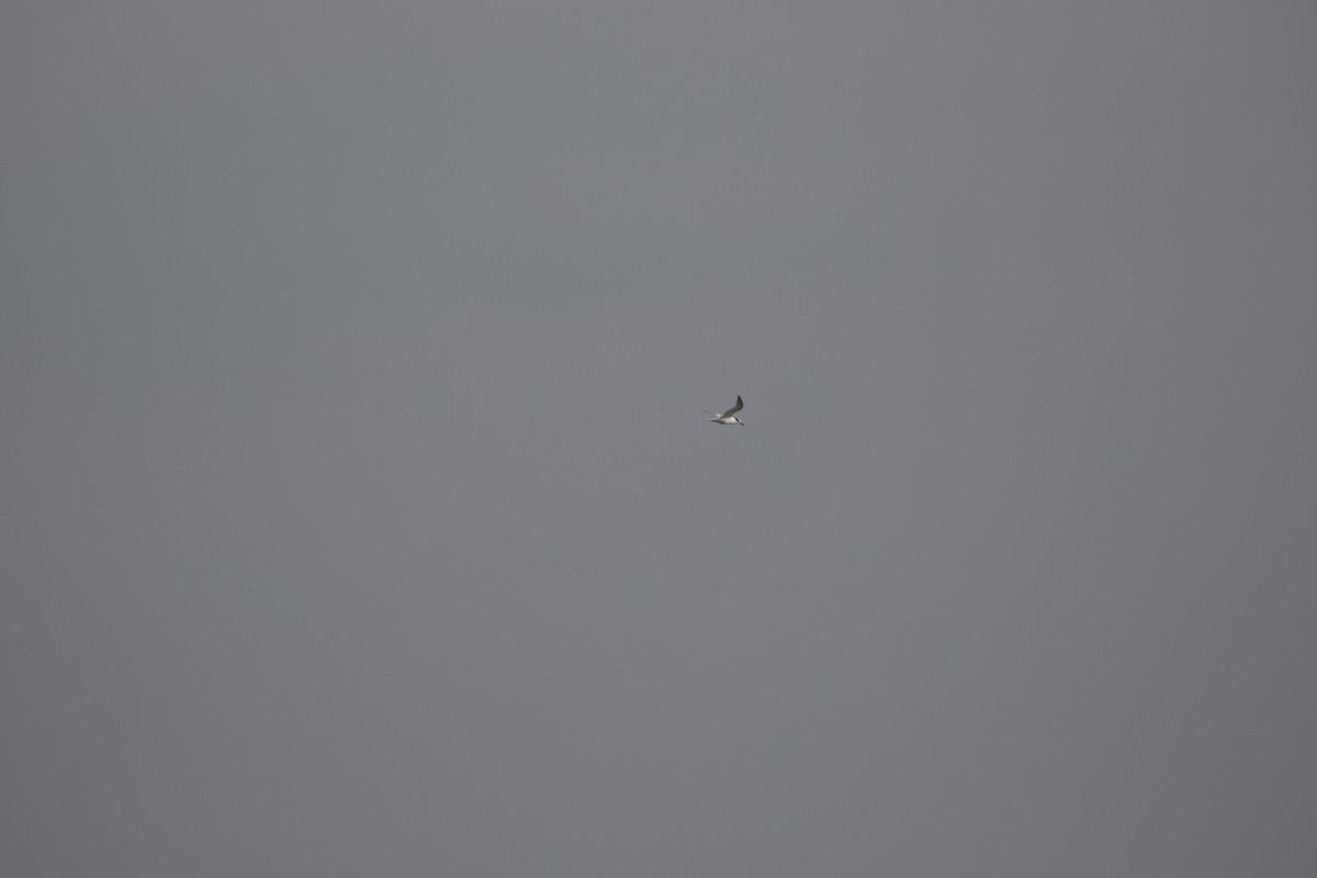 Sandwich Tern - ML636003644
