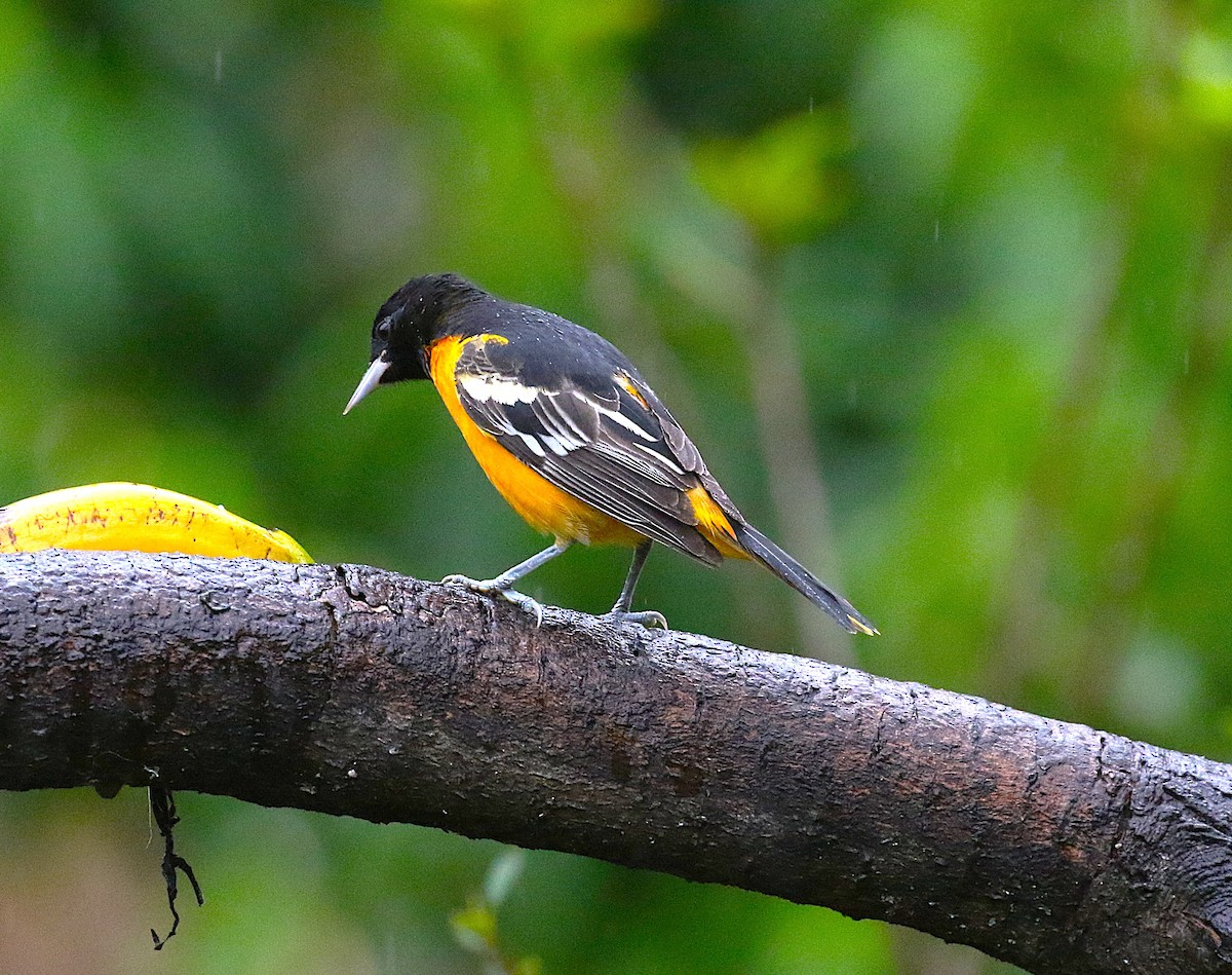 Baltimore Oriole - ML636003788