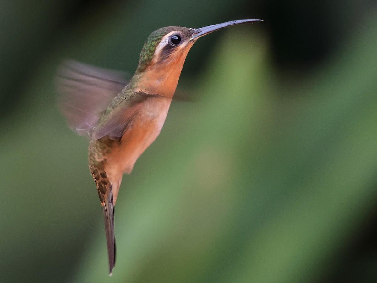 Hook-billed Hermit - ML636003837