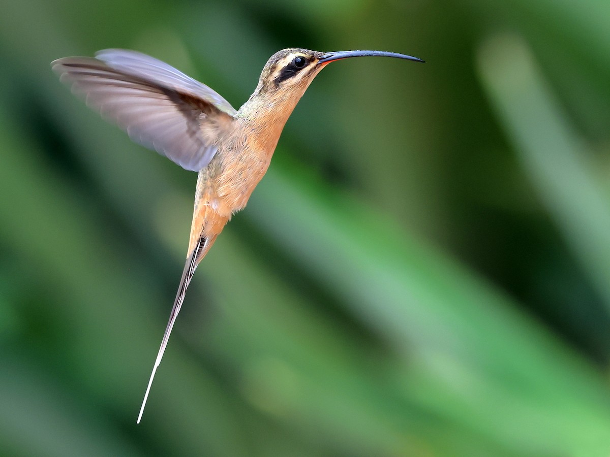 Planalto Hermit - ML636003838