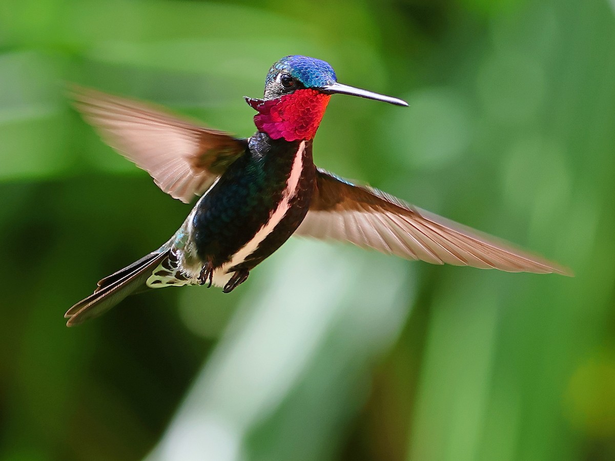 Stripe-breasted Starthroat - ML636003839