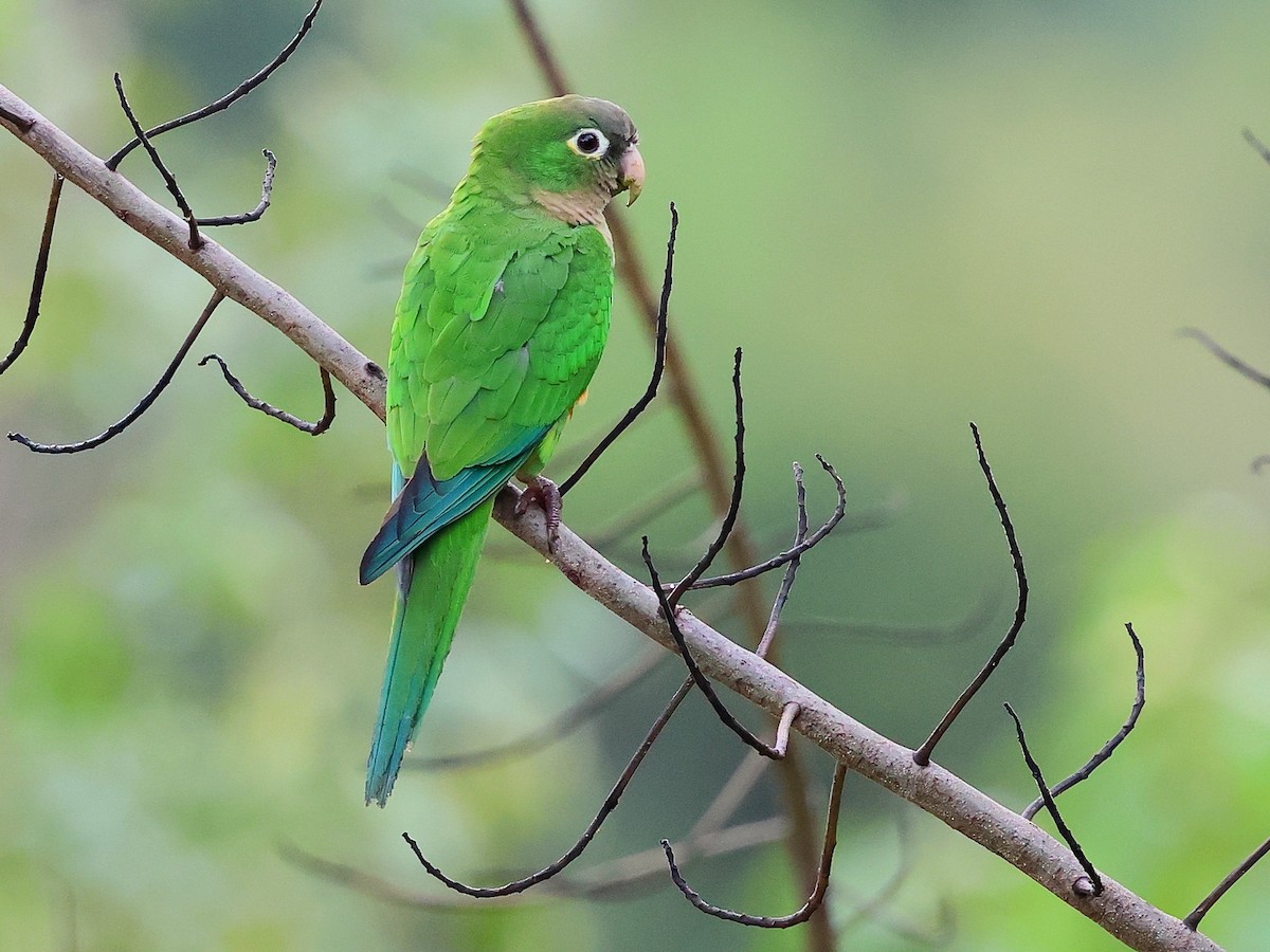 Cactus Parakeet - ML636003843