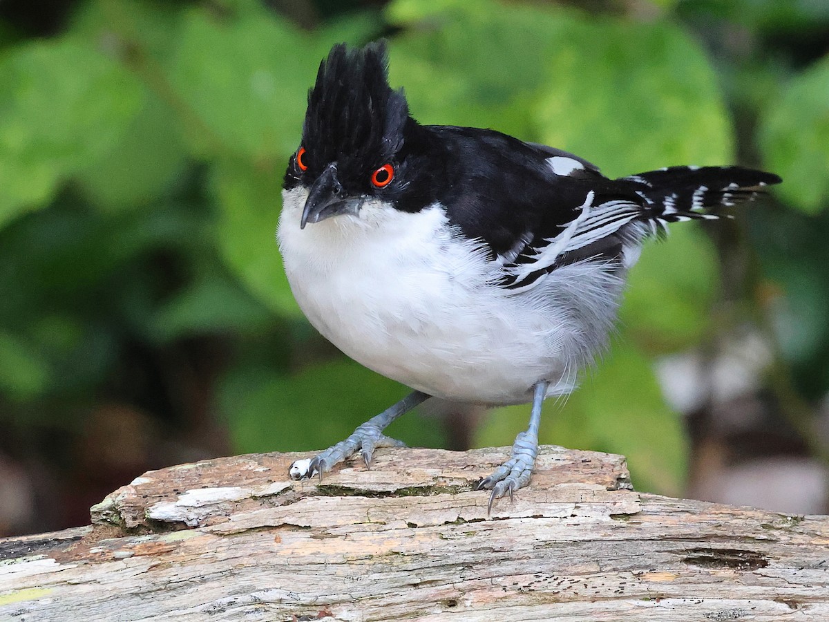 Great Antshrike - ML636003844