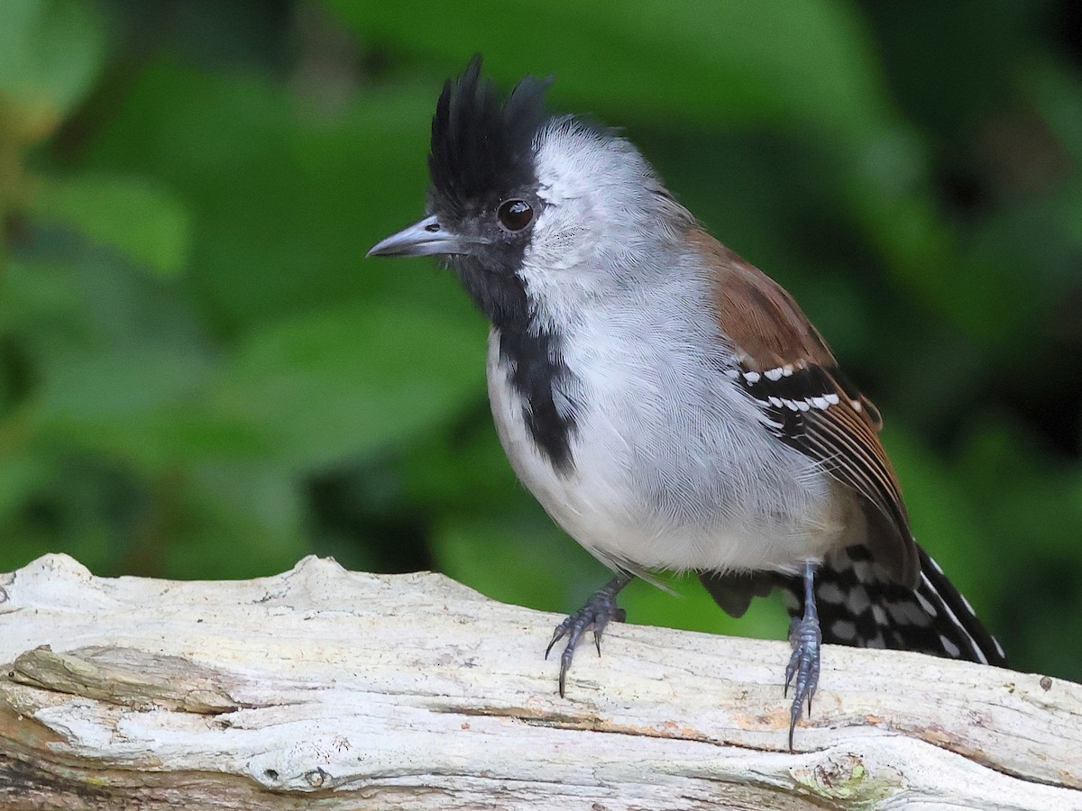 Silvery-cheeked Antshrike - ML636003845
