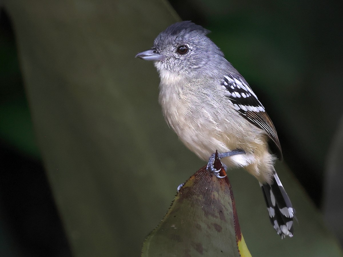 Planalto Slaty-Antshrike - ML636003849