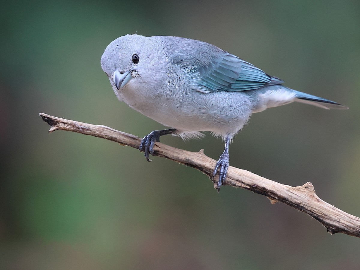 Sayaca Tanager - ML636003867