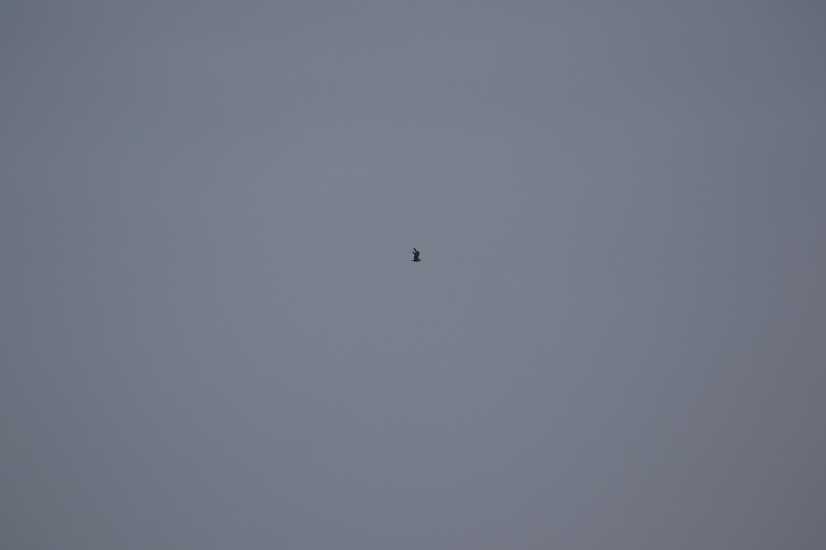 Parasitic Jaeger - ML636003873