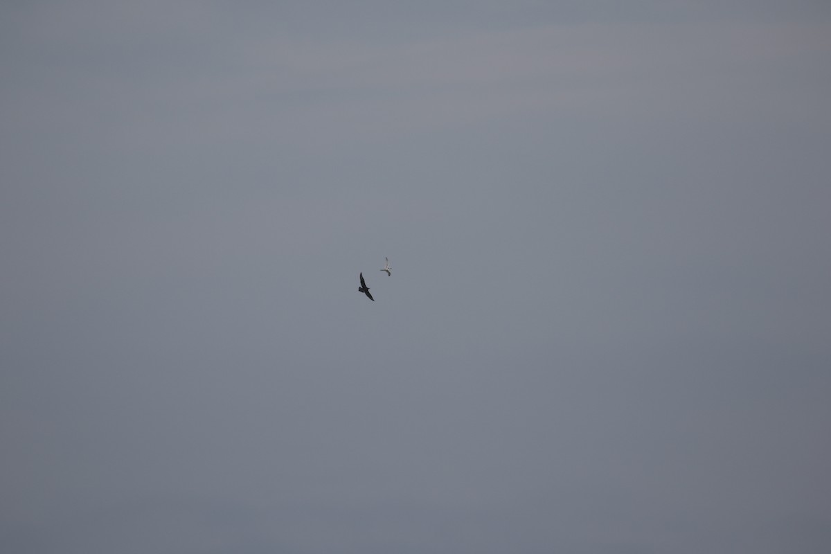 Parasitic Jaeger - ML636003874