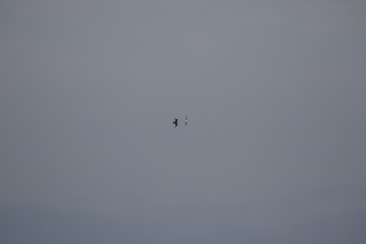 Parasitic Jaeger - ML636003875