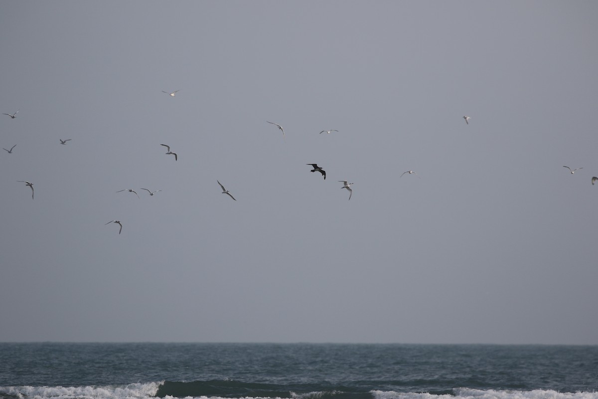 Parasitic Jaeger - ML636003877