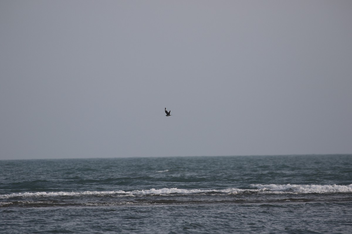 Parasitic Jaeger - ML636003878