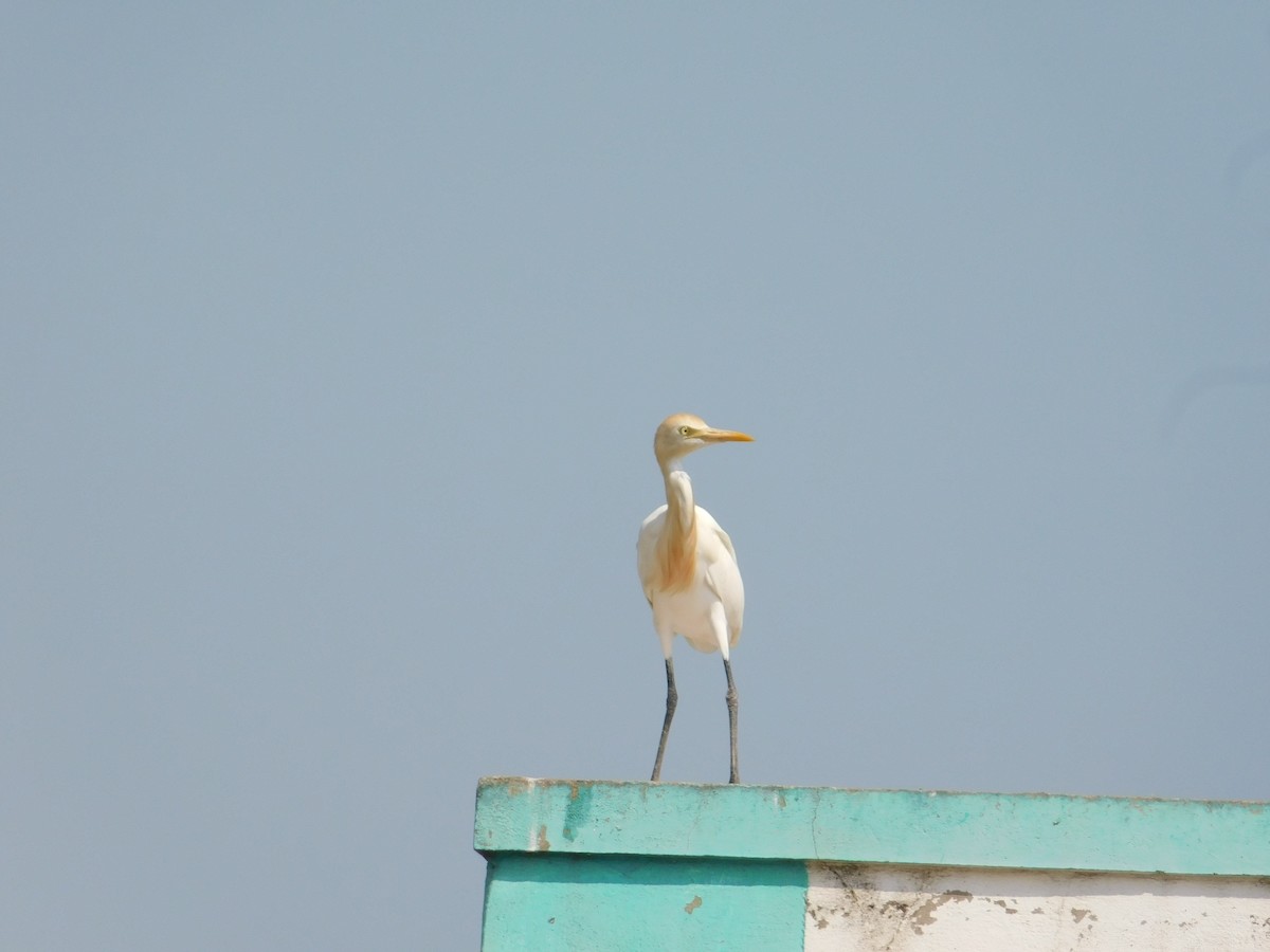 Eastern Cattle-Egret - ML636003887