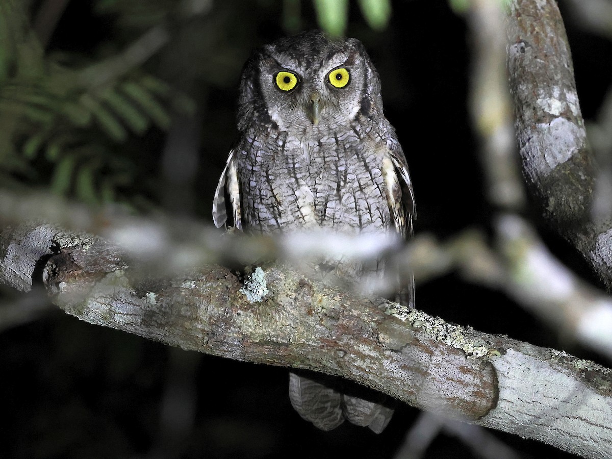 Tropical Screech-Owl - ML636003902